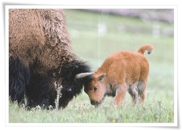 yellowstone national park.jpg yellowstone national park.jpg