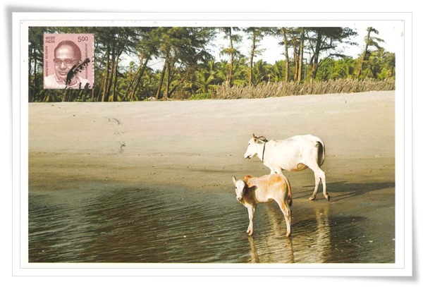 cows on benaulim beach1.jpg