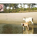 cows on benaulim beach1.jpg