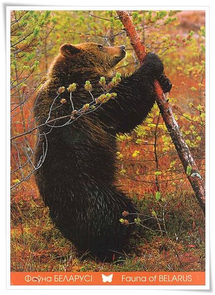 fauna of belarus_ brown bear.jpg fauna of belarus_ brown bear.jpg