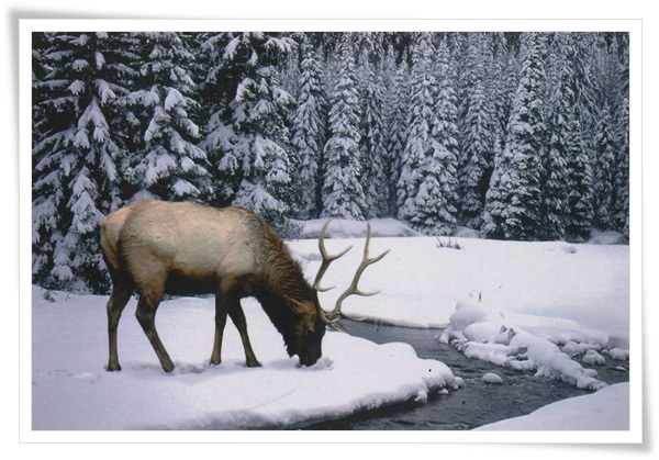 lovely deer.jpg lovely deer.jpg