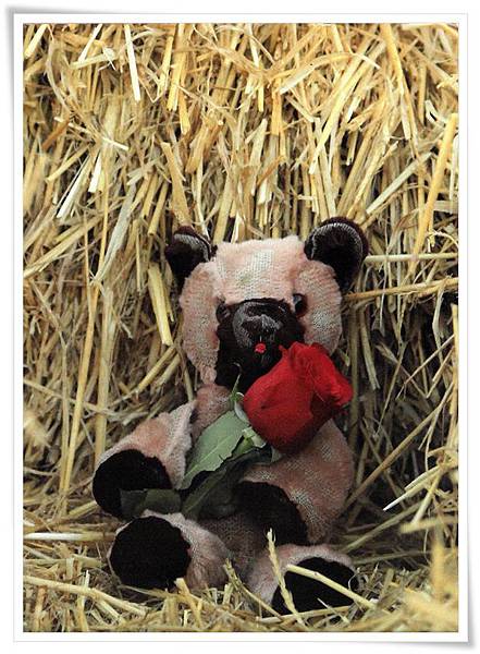 bear gift.jpg bear gift.jpg