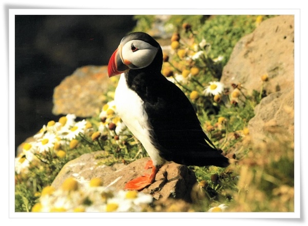 Puffin.jpg Puffin.jpg