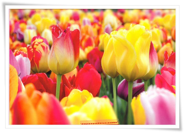 tulip.jpg tulip.jpg