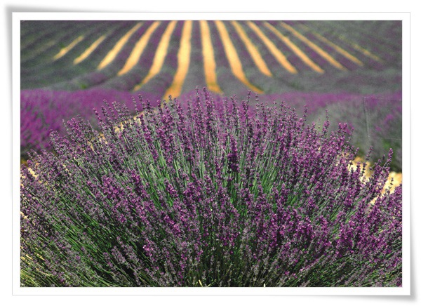 lavender.jpg lavender.jpg