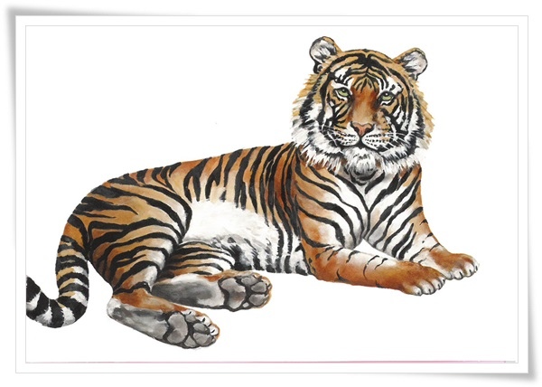 detail_tiger 2012.jpg