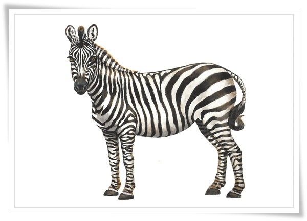 detail_zebra 2012.jpg