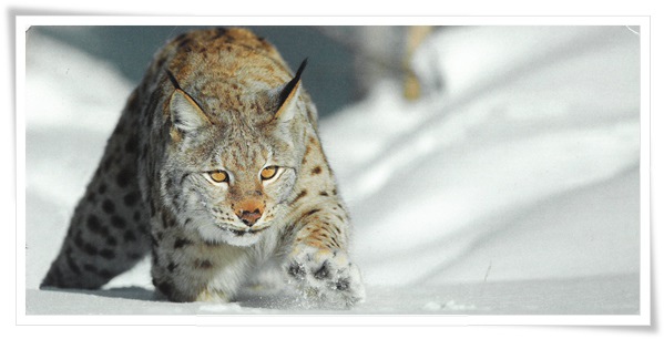 ein luchs.jpg ein luchs.jpg