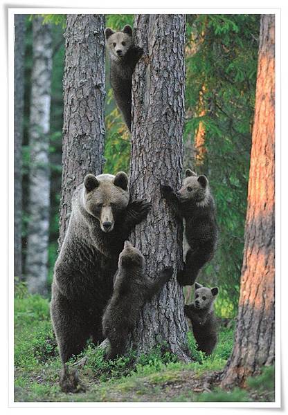 bear family.jpg bear family.jpg