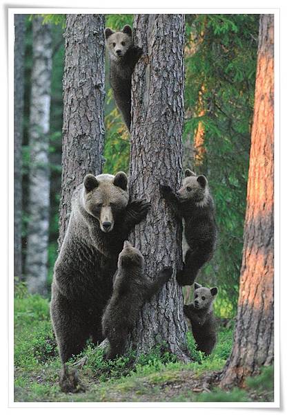 bear family.jpg