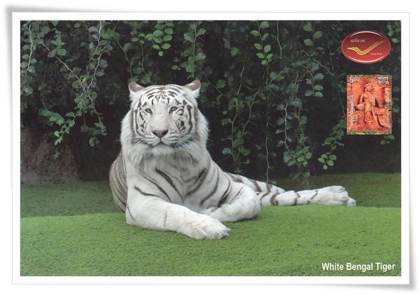 white bengal tiger1.jpg