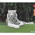 white bengal tiger1.jpg