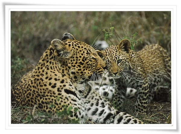 leopard.jpg leopard.jpg