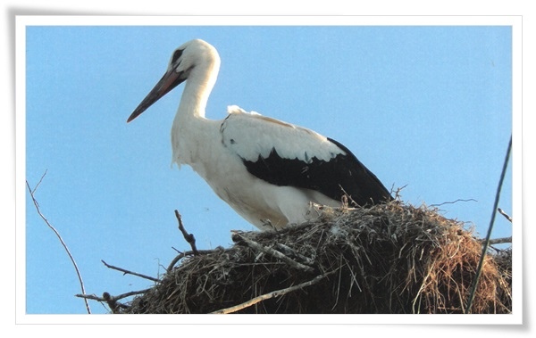 oriental white stork.jpg