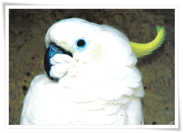 cockatoos.jpg cockatoos.jpg