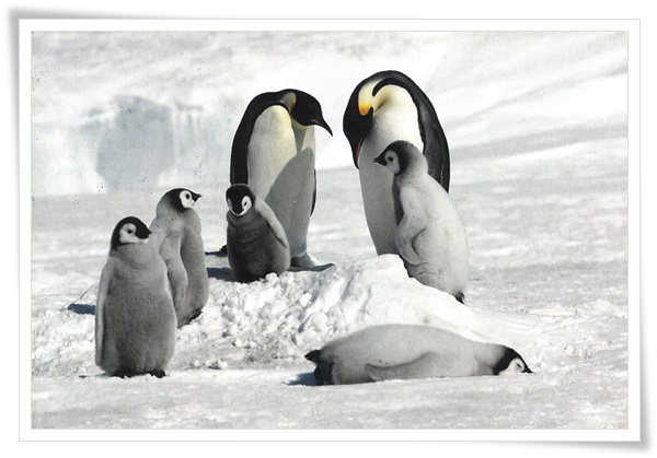 penguin family.jpg