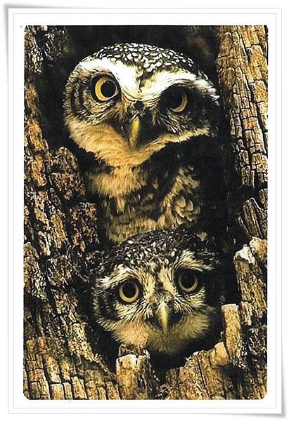 owl.jpg owl.jpg