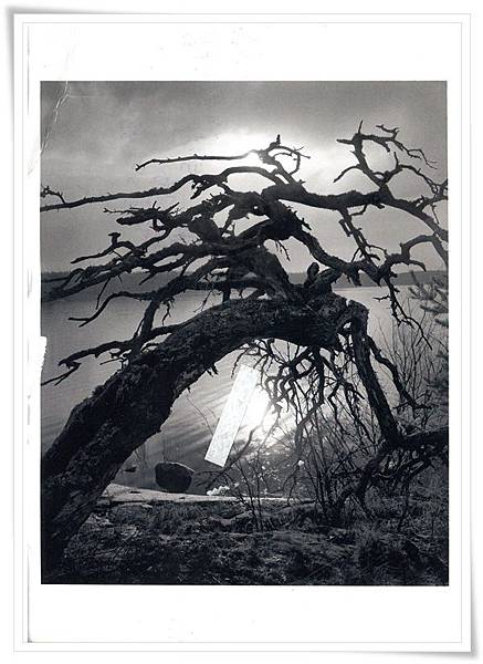 the series tree people.jpg the series tree people.jpg