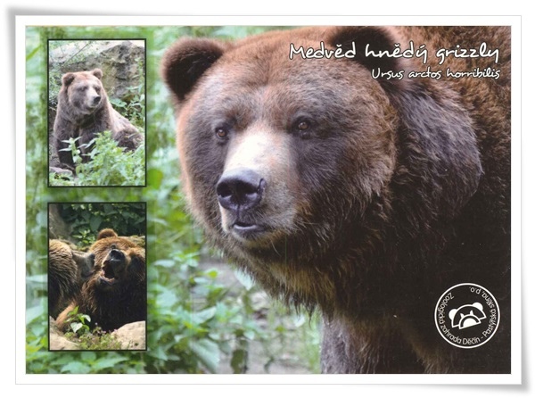 bear.jpg bear.jpg