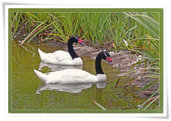 black necked swan.jpg black necked swan.jpg