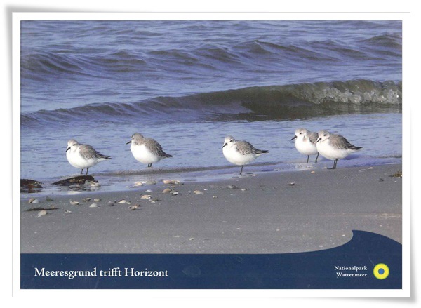 nationalpark wattenmeer.jpg nationalpark wattenmeer.jpg