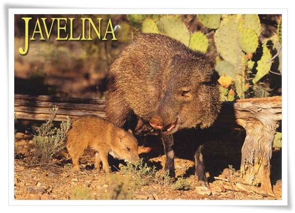 javelina javelina