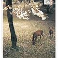 deer and cherry blossom1