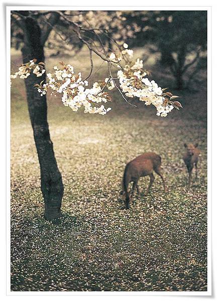 deer and cherry blossom