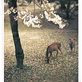 deer and cherry blossom