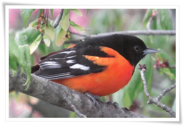 baltimore oriole