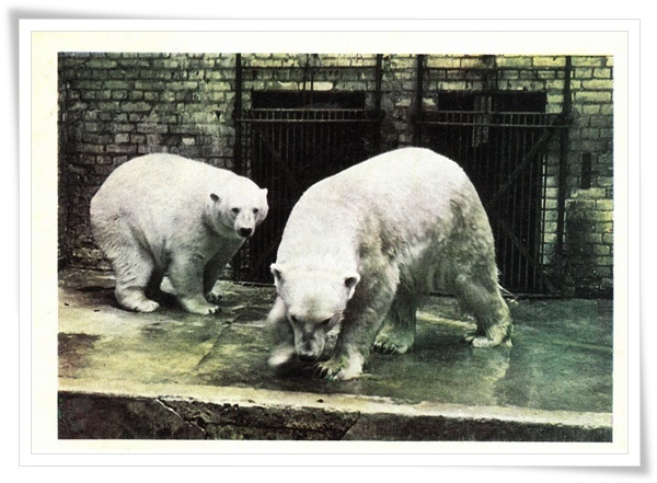 bear.jpg bear.jpg