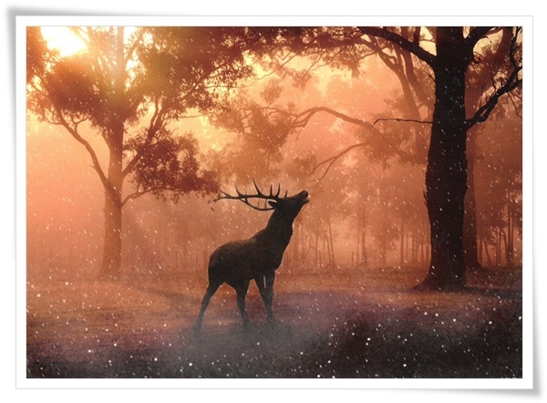deer.jpg deer.jpg