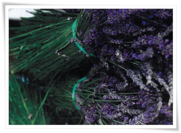 lavender.jpg lavender.jpg