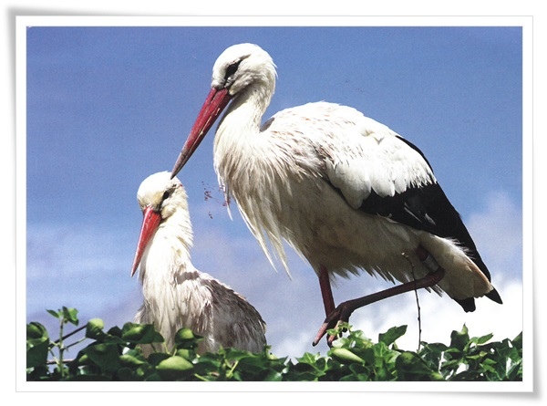 ciconia ciconia
