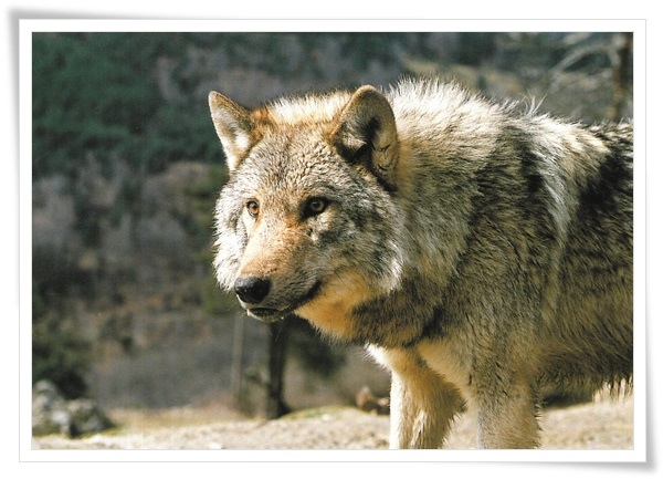 loup loup
