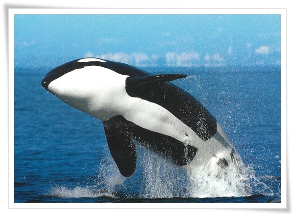 Orcinus orca Orcinus orca
