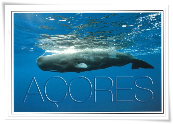 sperm whale.jpg sperm whale.jpg