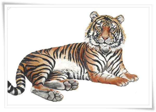 tiger.jpg tiger.jpg