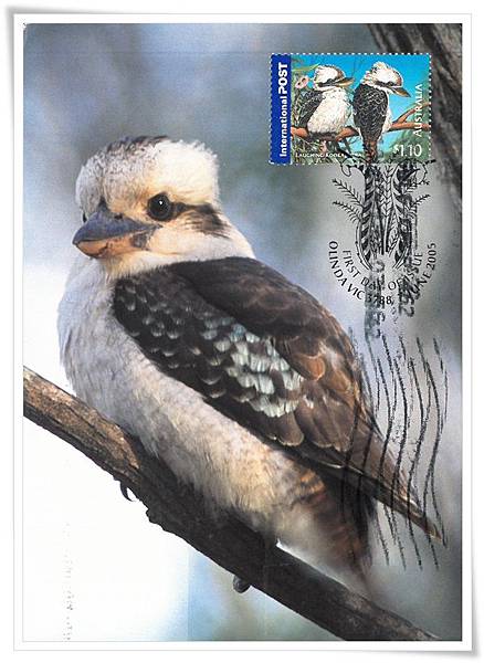 laughing kookaburra.jpg laughing kookaburra.jpg