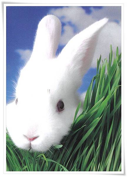 rabbit.jpg rabbit.jpg