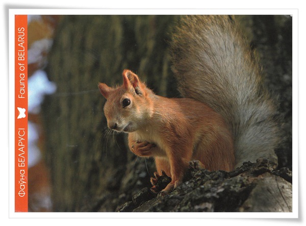 red squirrel red squirrel