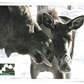 moose and baby1.jpg