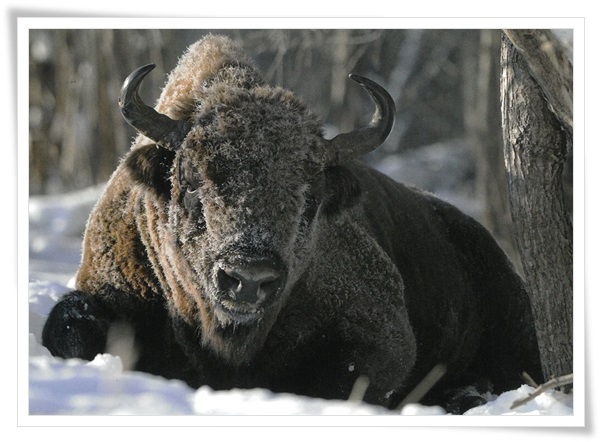 polish bison.jpg polish bison.jpg