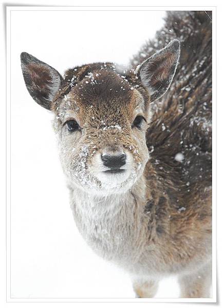 dammwild im schnee dammwild im schnee