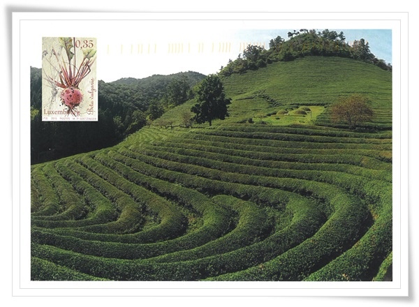 tea garden1.jpg