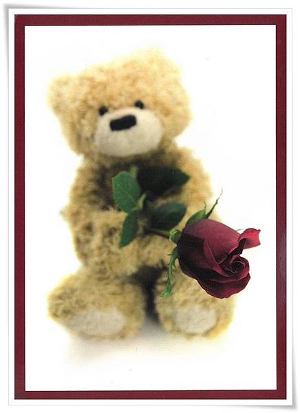 teddy rose.jpg teddy rose.jpg