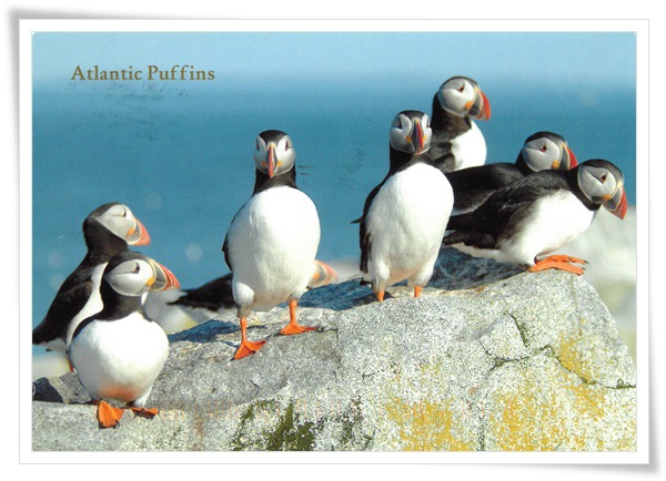 atlantic puffins.jpg atlantic puffins.jpg