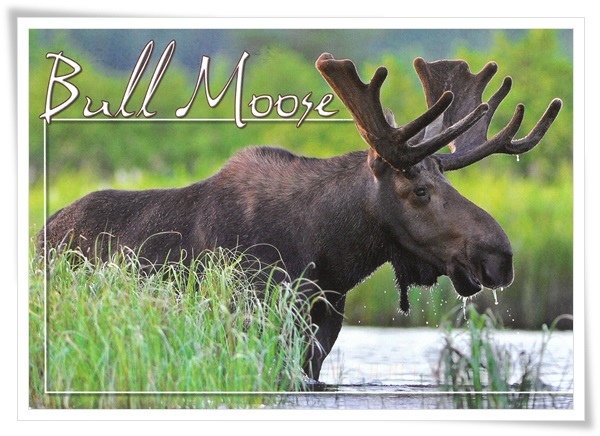 bull moose.jpg bull moose.jpg