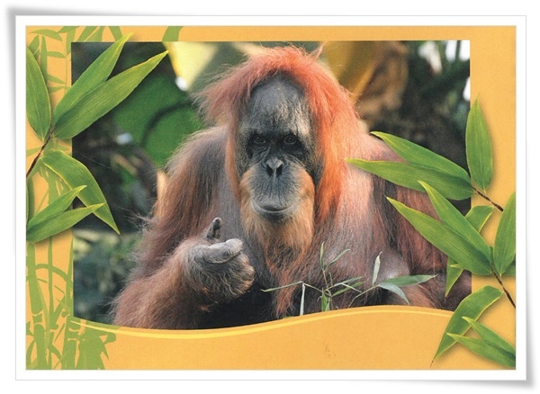 Orangutan.jpg Orangutan.jpg