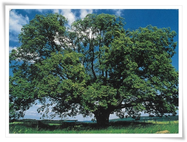 damire tree.jpg damire tree.jpg